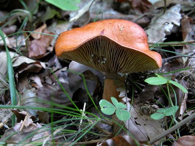 Слика од Lactarius aurantiacus (Pers.) Gray 1821