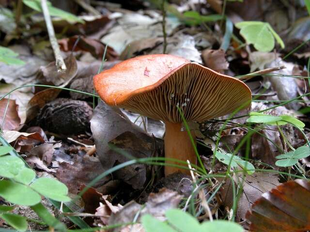 Слика од Lactarius aurantiacus (Pers.) Gray 1821