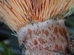 Image of Milk Cap Mushrooms