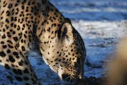 Image of Persian leopard