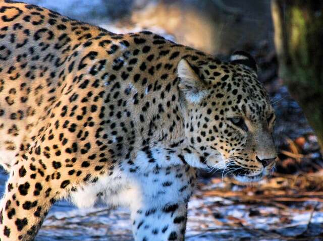 Imagem de Leopardo-persa