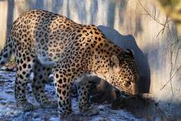 Imagem de Leopardo-persa