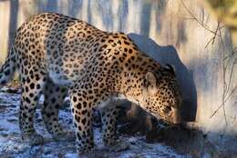 Image of Persian leopard