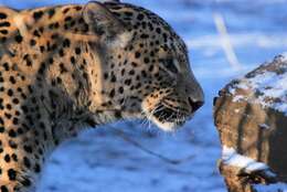 Image of Persian leopard