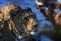 Image of Persian leopard