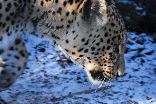 Image of Persian leopard