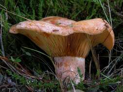 Image of Milk Cap Mushrooms