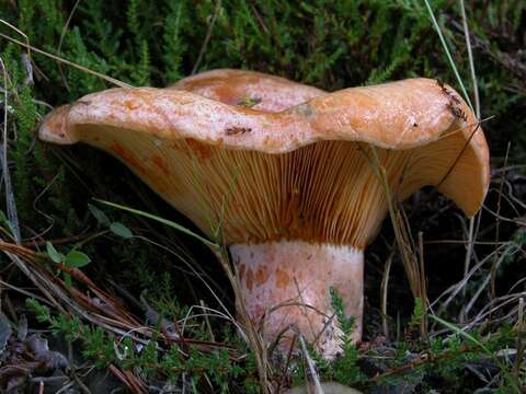 Image of Lactarius