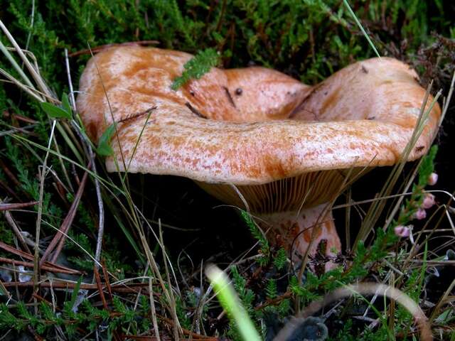 Image of Milk Cap Mushrooms