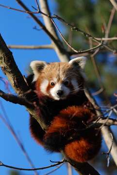 Image of Red panda