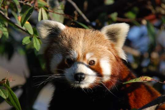 Image of Red panda