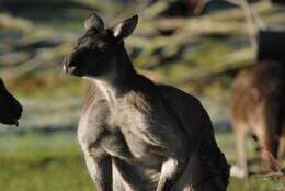 Macropus fuliginosus melanops Gould 1842 resmi