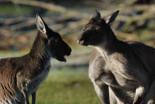 Macropus fuliginosus melanops Gould 1842 resmi