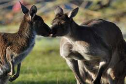 Image of Macropus fuliginosus melanops Gould 1842