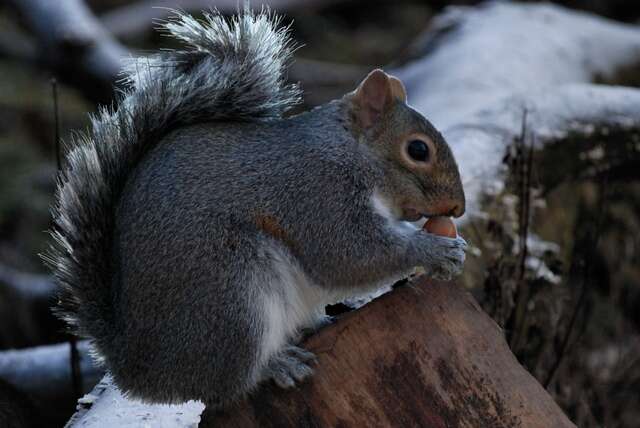 Image of Squirrels