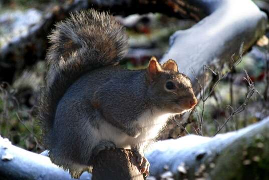 Image of Squirrels