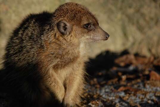 Image of <i>Suricata suricata</i>