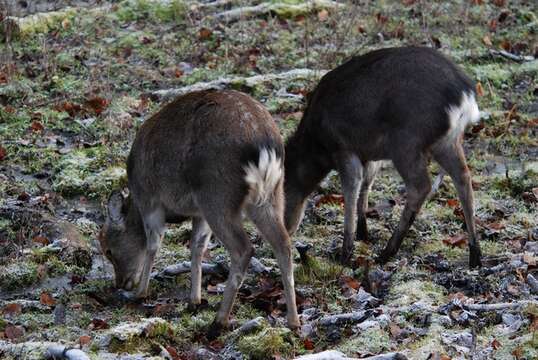 Imagem de Cervus Linnaeus 1758