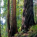 Image de Séquoia à feuilles d'if