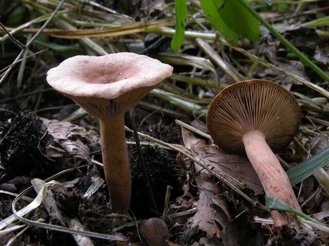 Image of Lactarius subdulcis (Pers.) Gray 1821