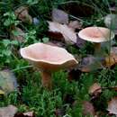 Imagem de <i>Lactarius theiogalus</i>