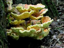 Image of Laetiporus