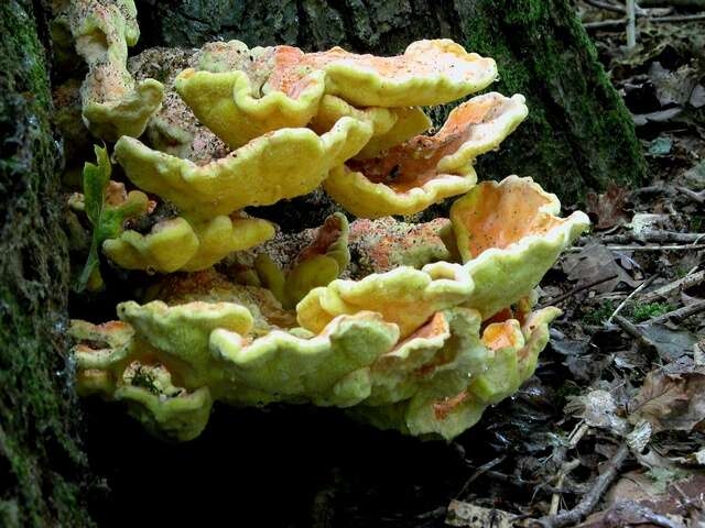 Image of Laetiporus