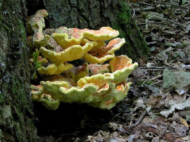 Image of Laetiporus