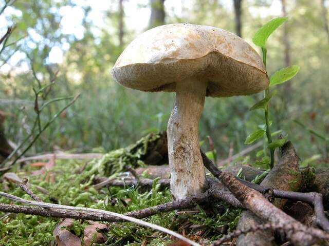 Image of Leccinum