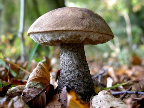 Image of Leccinum