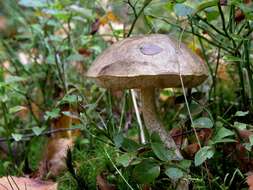 Image of Leccinum