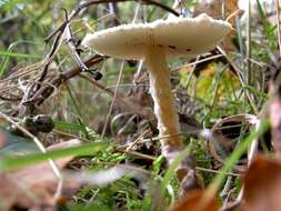 Image of Lepiota