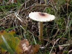 Image of Lepiota