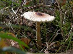 Image of Lepiota