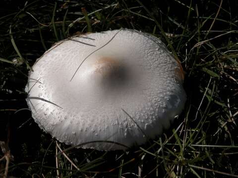 Image of Leucoagaricus