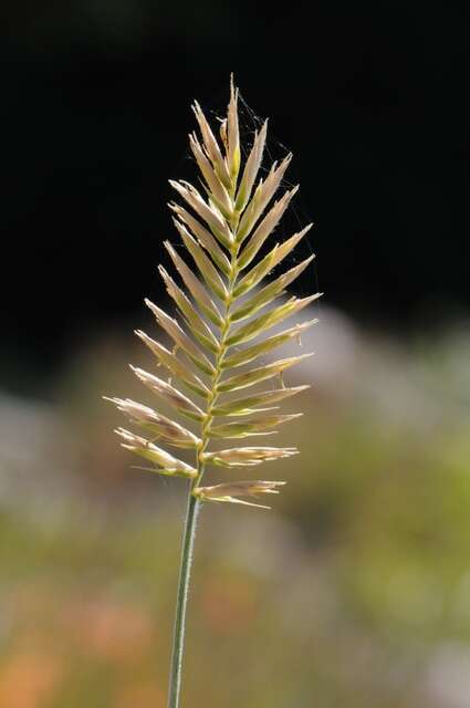 Image of wheatgrass