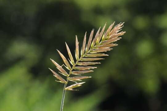 Image of wheatgrass