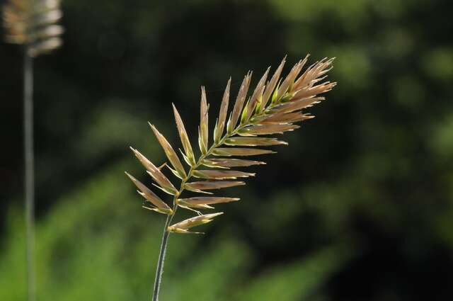 Image of wheatgrass