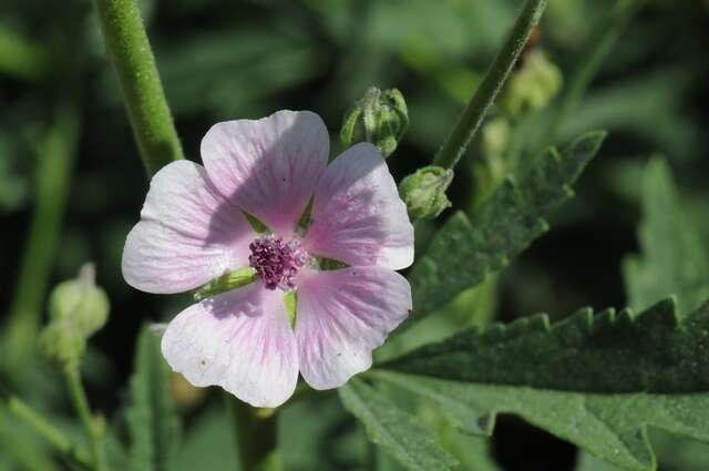 Image de Althaea