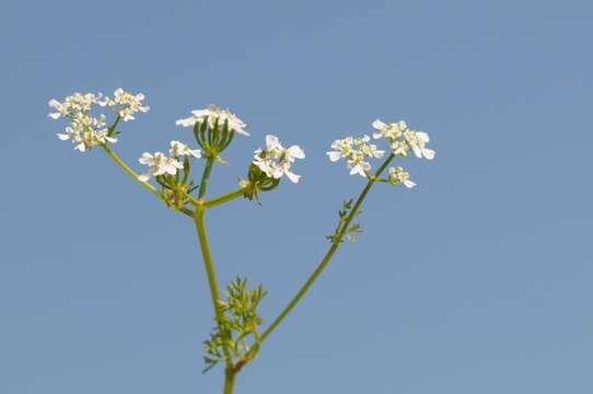 Image of chervil