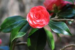 Image of <i>Camelia japonica</i>