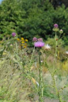 Image of plumeless thistle