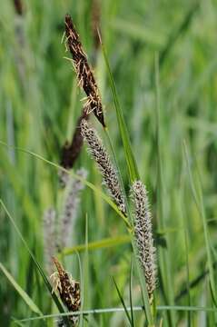 Image of Lesser Pond-Sedge