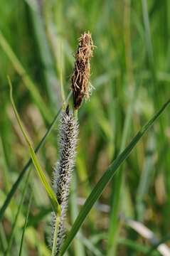 Image of Lesser Pond-Sedge