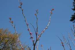 Image of redbud