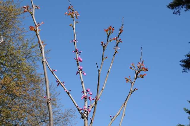 Image of redbud