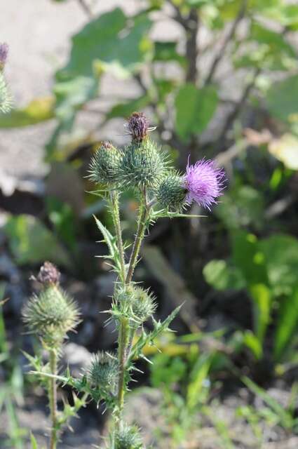 Image of thistle