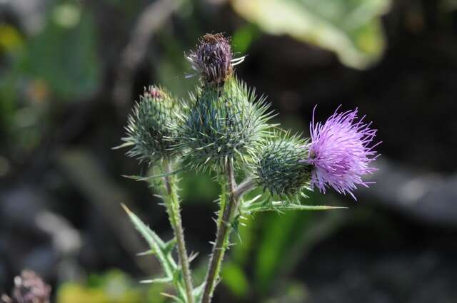 Image of thistle