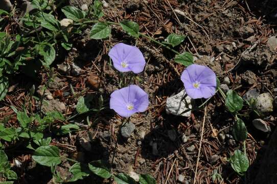 Image of Convolvulus sabatius Viv.