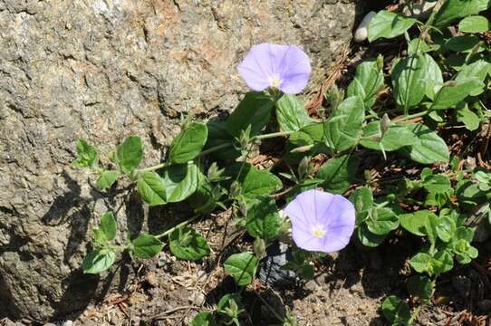 Image de Convolvulus sabatius Viv.